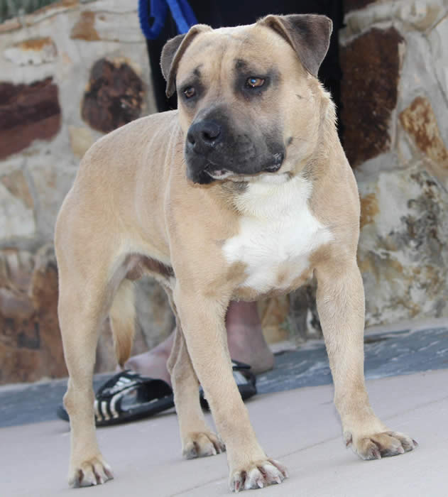 DDDawgs Frankie Gonna Thongya